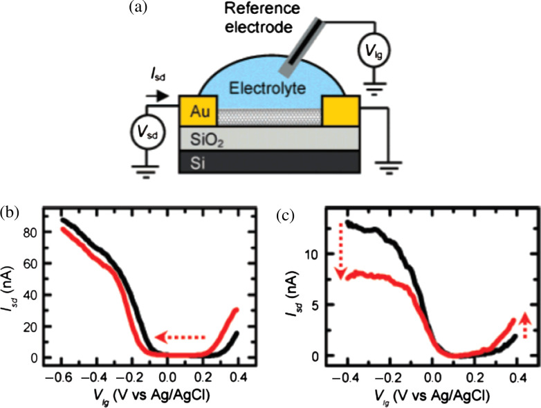 Label-free electrical detection of DNA hybridization using carbon nanotubes and graphene.