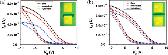 Label-free electrical detection of DNA hybridization using carbon nanotubes and graphene.