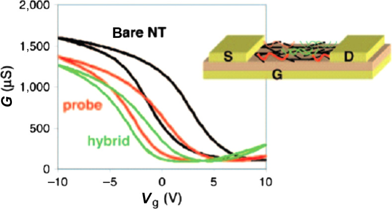 Label-free electrical detection of DNA hybridization using carbon nanotubes and graphene.