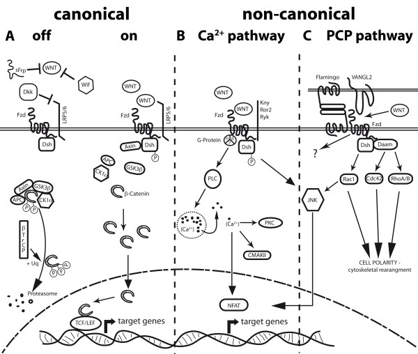 Differentiation of the brain vasculature: the answer came blowing by the Wnt.