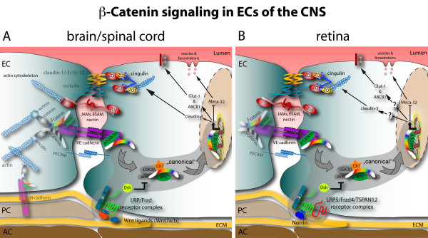 Differentiation of the brain vasculature: the answer came blowing by the Wnt.