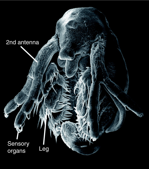 The water flea Daphnia--a 'new' model system for ecology and evolution?