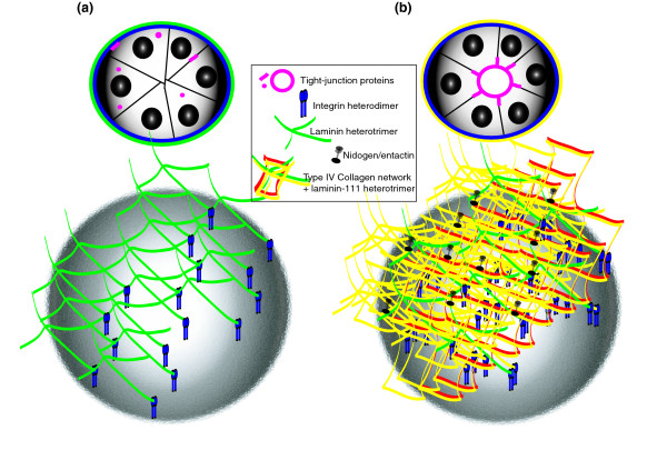 Apical polarity in three-dimensional culture systems: where to now?