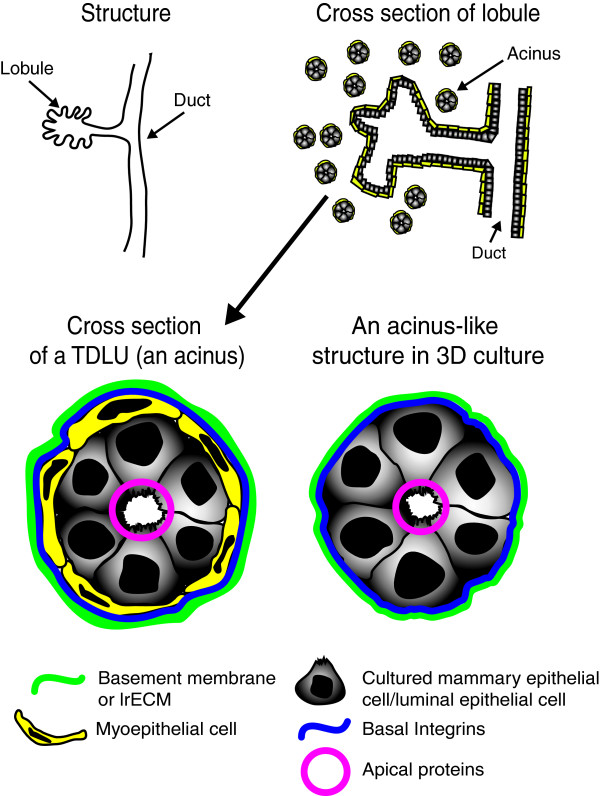 Apical polarity in three-dimensional culture systems: where to now?