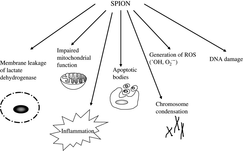 Potential toxicity of superparamagnetic iron oxide nanoparticles (SPION).