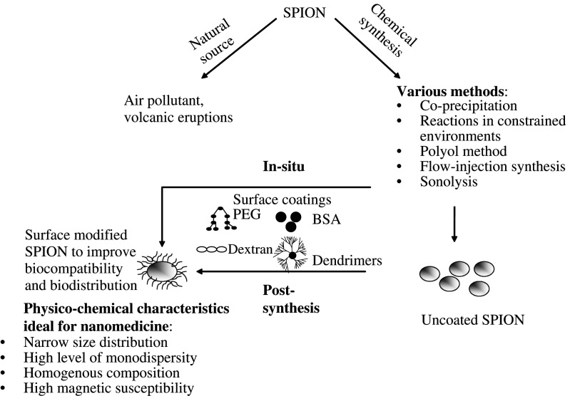 Potential toxicity of superparamagnetic iron oxide nanoparticles (SPION).