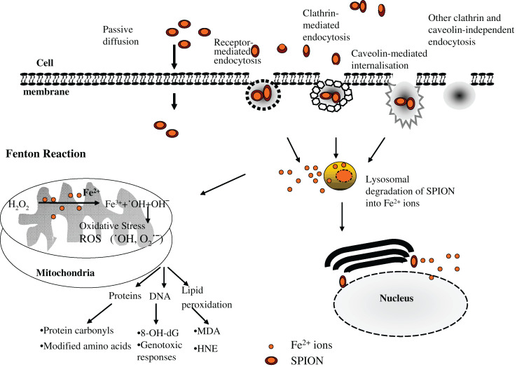 Potential toxicity of superparamagnetic iron oxide nanoparticles (SPION).