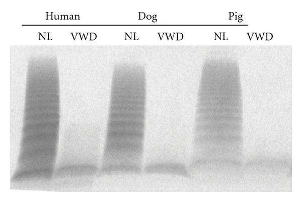 Porcine and canine von Willebrand factor and von Willebrand disease: hemostasis, thrombosis, and atherosclerosis studies.