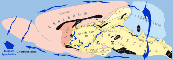 The regulation of brain states by neuroactive substances distributed via the cerebrospinal fluid; a review.