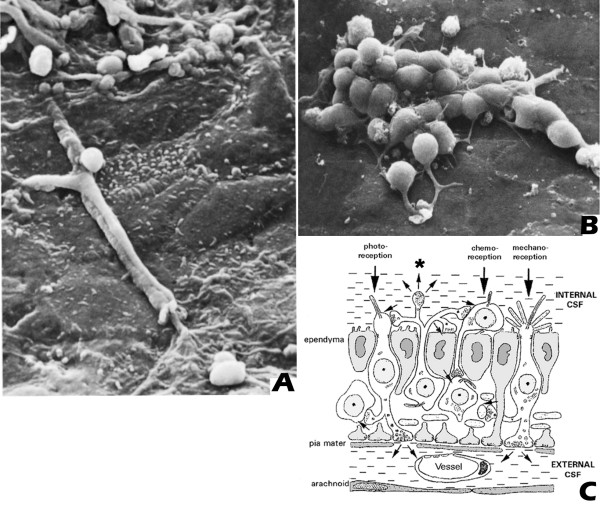 The regulation of brain states by neuroactive substances distributed via the cerebrospinal fluid; a review.