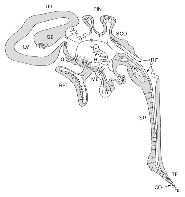 The regulation of brain states by neuroactive substances distributed via the cerebrospinal fluid; a review.