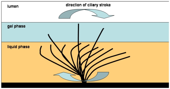 Physiology and pathophysiology of respiratory mucosa of the nose and the paranasal sinuses.