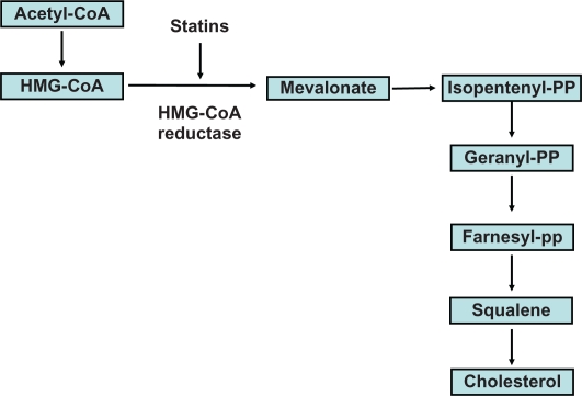 Pitavastatin: evidence for its place in treatment of hypercholesterolemia.