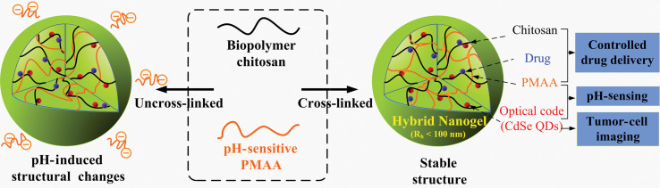 Hybrid micro-/nanogels for optical sensing and intracellular imaging.