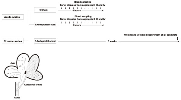 Increased sinusoidal flow is not the primary stimulus to liver regeneration.