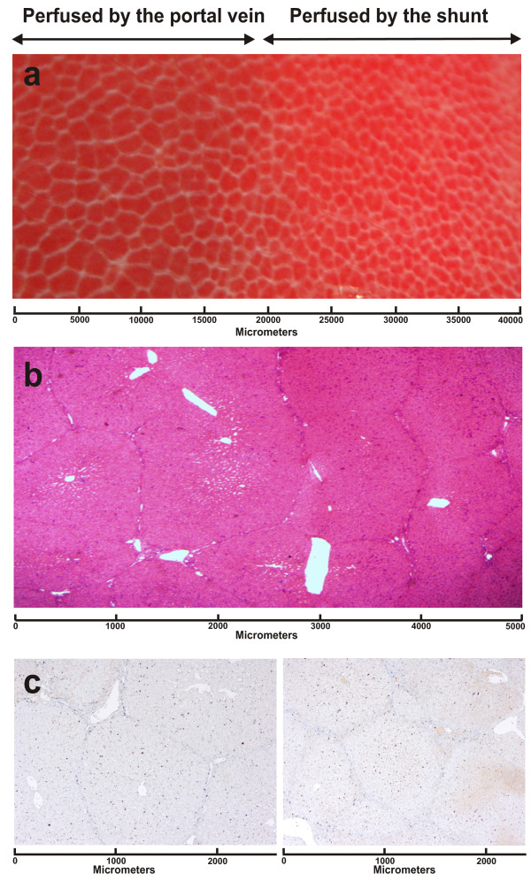 Increased sinusoidal flow is not the primary stimulus to liver regeneration.