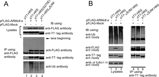 Armadillo Repeat Containing 8alpha Binds to HRS and Promotes HRS Interaction with Ubiquitinated Proteins.