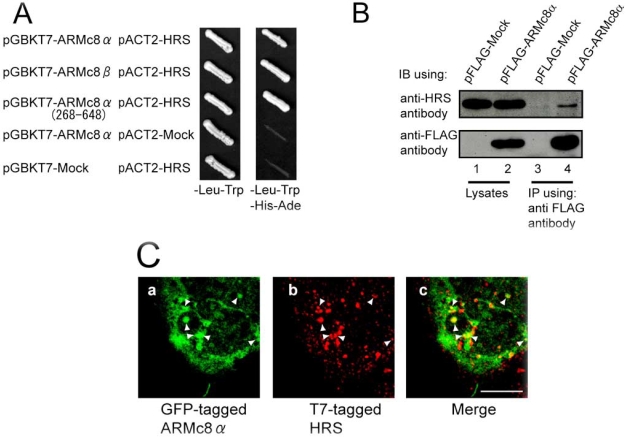 Armadillo Repeat Containing 8alpha Binds to HRS and Promotes HRS Interaction with Ubiquitinated Proteins.