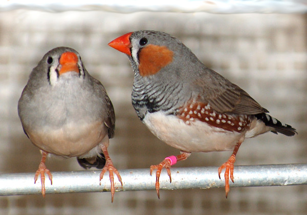 Genome of a songbird unveiled.