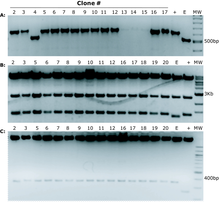 A streamlined sub-cloning procedure to transfer shRNA from a pSM2 vector to a pGIPZ lentiviral vector.