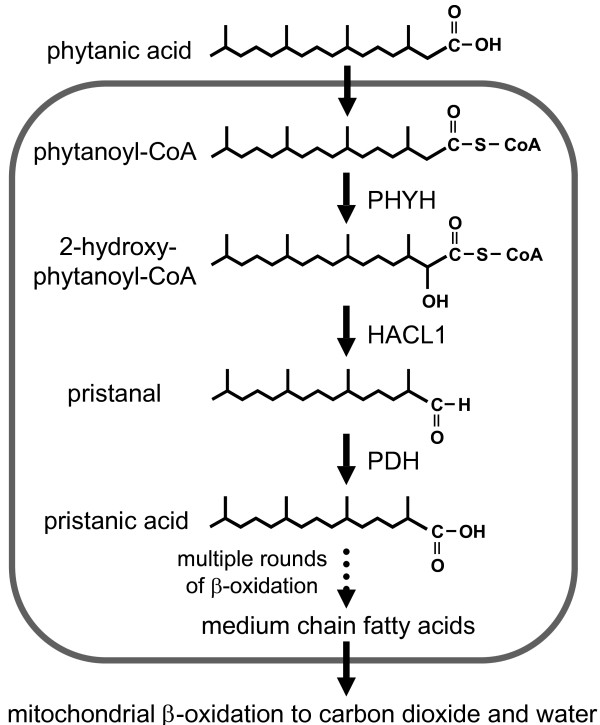 Identification of differences in human and great ape phytanic acid metabolism that could influence gene expression profiles and physiological functions.