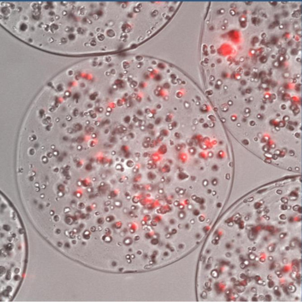 Nano to micro delivery systems: targeting angiogenesis in brain tumors.