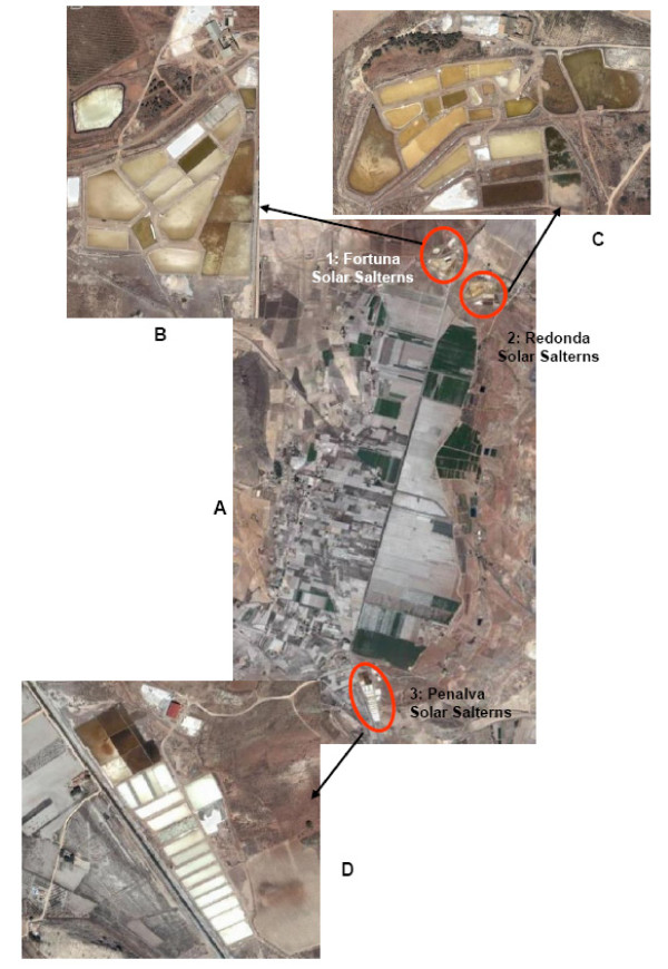 Biodiversity of Archaea and floral of two inland saltern ecosystems in the Alto Vinalopó Valley, Spain.