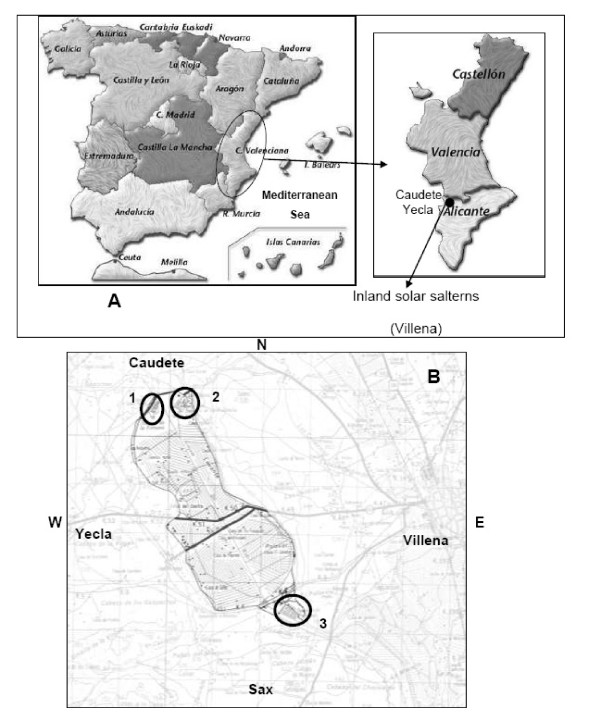 Biodiversity of Archaea and floral of two inland saltern ecosystems in the Alto Vinalopó Valley, Spain.