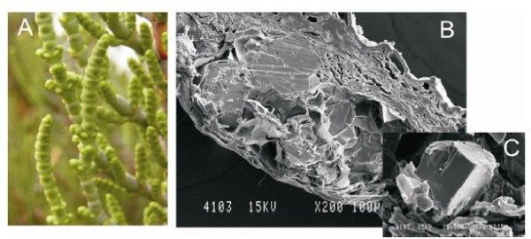 Biodiversity of Archaea and floral of two inland saltern ecosystems in the Alto Vinalopó Valley, Spain.