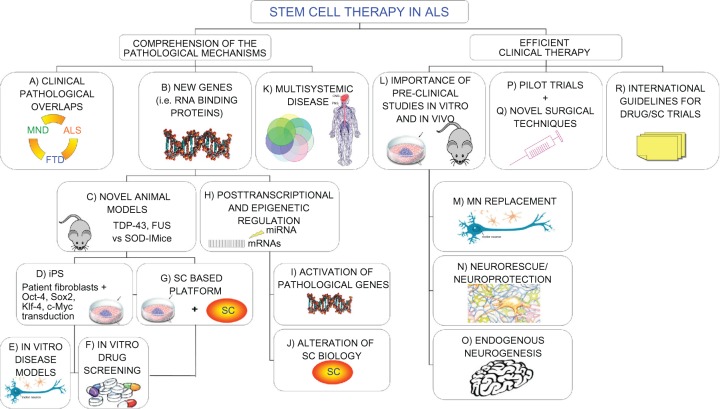 Amyotrophic lateral sclerosis: applications of stem cells - an update.