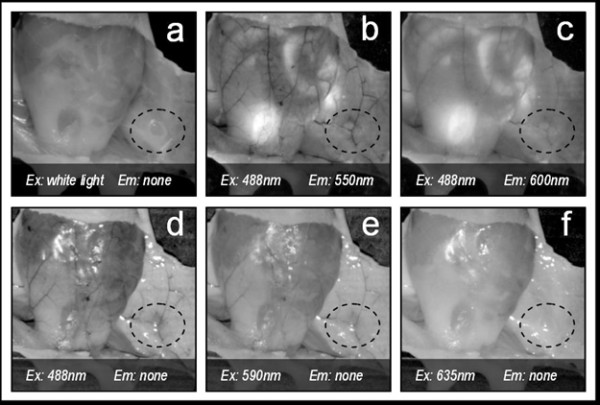 Intravital spectral imaging as a tool for accurate measurement of vascularization in mice.