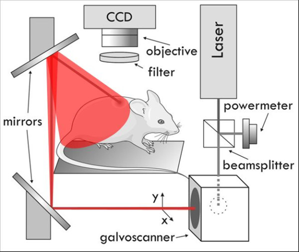 Intravital spectral imaging as a tool for accurate measurement of vascularization in mice.