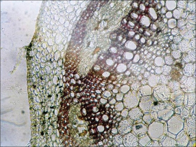 Pharmacognostical and physicochemical evaluation of Agasti leaf.