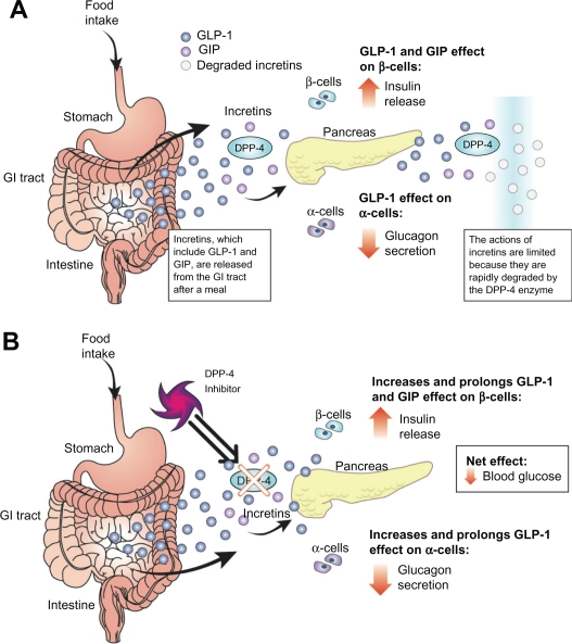 Saxagliptin: the evidence for its place in the treatment of type 2 diabetes mellitus.