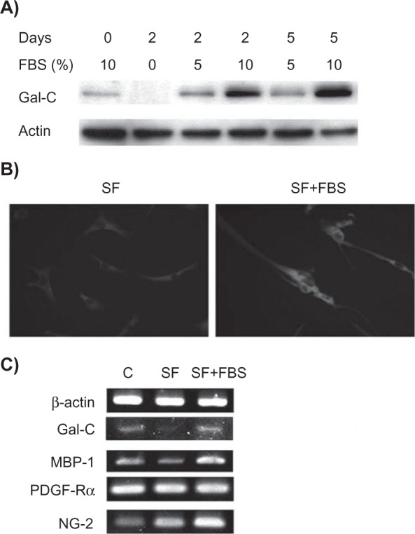 Involvement of Notch1 inhibition in serum-stimulated glia and oligodendrocyte differentiation from human mesenchymal stem cells.