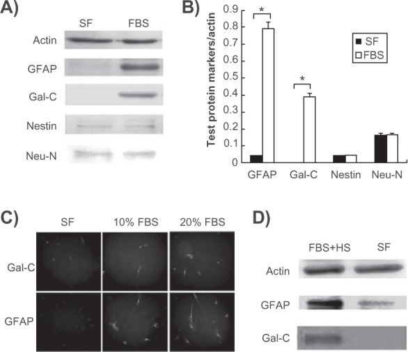 Involvement of Notch1 inhibition in serum-stimulated glia and oligodendrocyte differentiation from human mesenchymal stem cells.