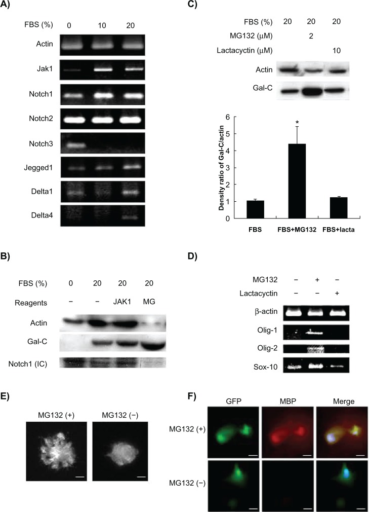 Involvement of Notch1 inhibition in serum-stimulated glia and oligodendrocyte differentiation from human mesenchymal stem cells.