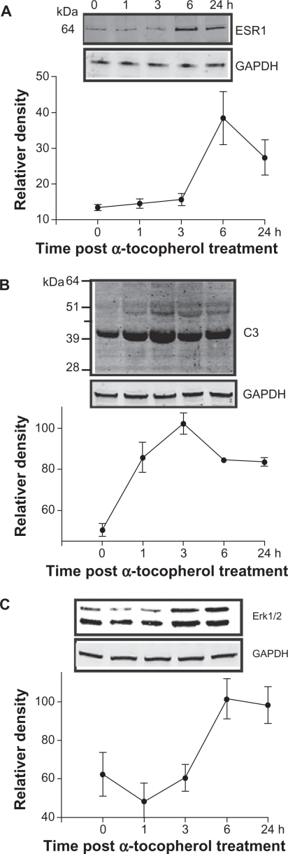 Alpha-Tocopherol Modulates Transcriptional Activities that Affect Essential Biological Processes in Bovine Cells.