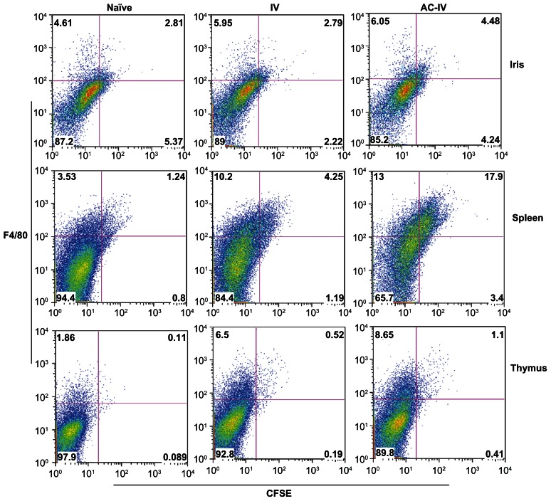 The Induction of Circulating, ACAID-Inducing Monocytes Requires CCR2/CCL2-Dependent Migration of Circulating F4/80(+) Cells into the Anterior Chamber.