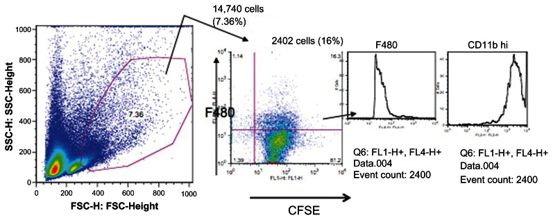 The Induction of Circulating, ACAID-Inducing Monocytes Requires CCR2/CCL2-Dependent Migration of Circulating F4/80(+) Cells into the Anterior Chamber.