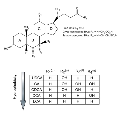 Deciphering the nuclear bile acid receptor FXR paradigm.