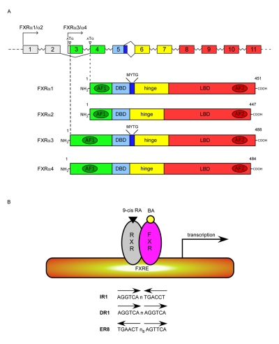 Deciphering the nuclear bile acid receptor FXR paradigm.