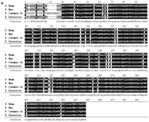 Molecular Cloning of the Genes Encoding the PR55/Bβ/δ Regulatory Subunits for PP-2A and Analysis of Their Functions in Regulating Development of Goldfish, Carassius auratus.