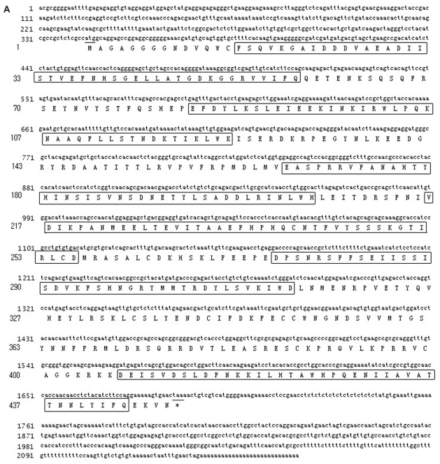 Molecular Cloning of the Genes Encoding the PR55/Bβ/δ Regulatory Subunits for PP-2A and Analysis of Their Functions in Regulating Development of Goldfish, Carassius auratus.