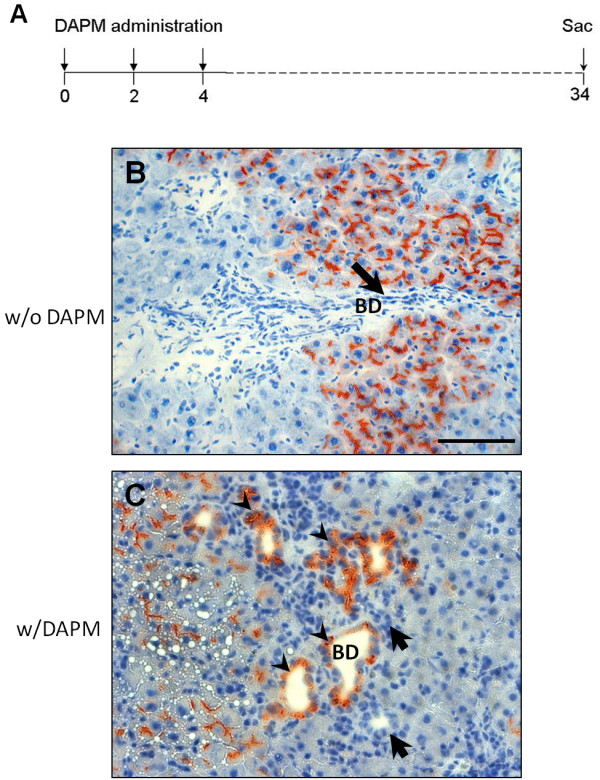 Expression of hepatocytic- and biliary-specific transcription factors in regenerating bile ducts during hepatocyte-to-biliary epithelial cell transdifferentiation.