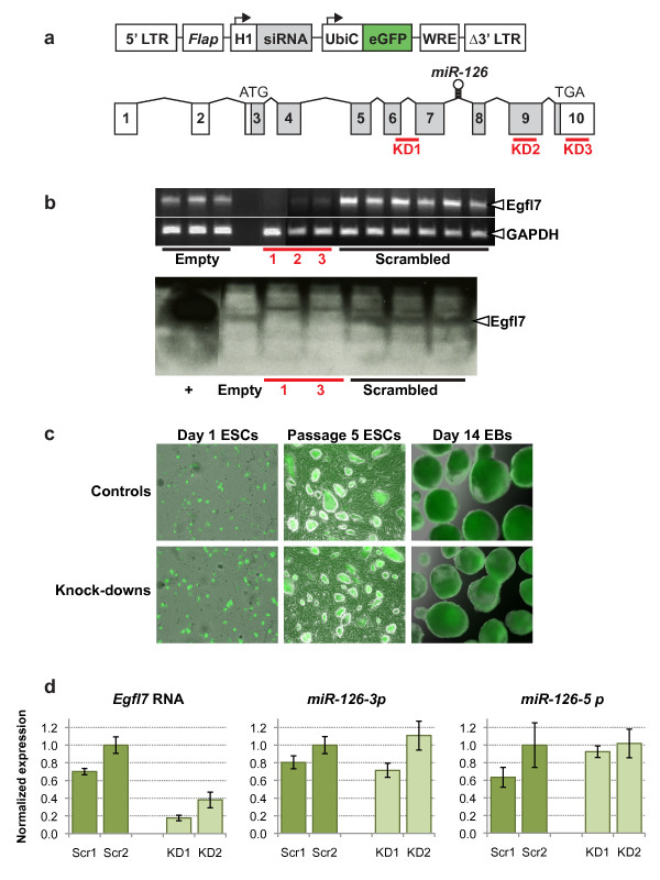 A role for Egfl7 during endothelial organization in the embryoid body model system.