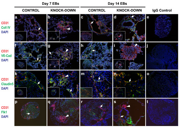 A role for Egfl7 during endothelial organization in the embryoid body model system.