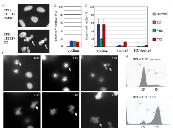 Mitotic slippage in non-cancer cells induced by a microtubule disruptor, disorazole C1.