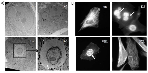 Mitotic slippage in non-cancer cells induced by a microtubule disruptor, disorazole C1.