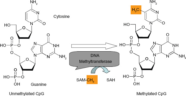 Promoter methylation in prostate cancer and its application for the early detection of prostate cancer using serum and urine samples.